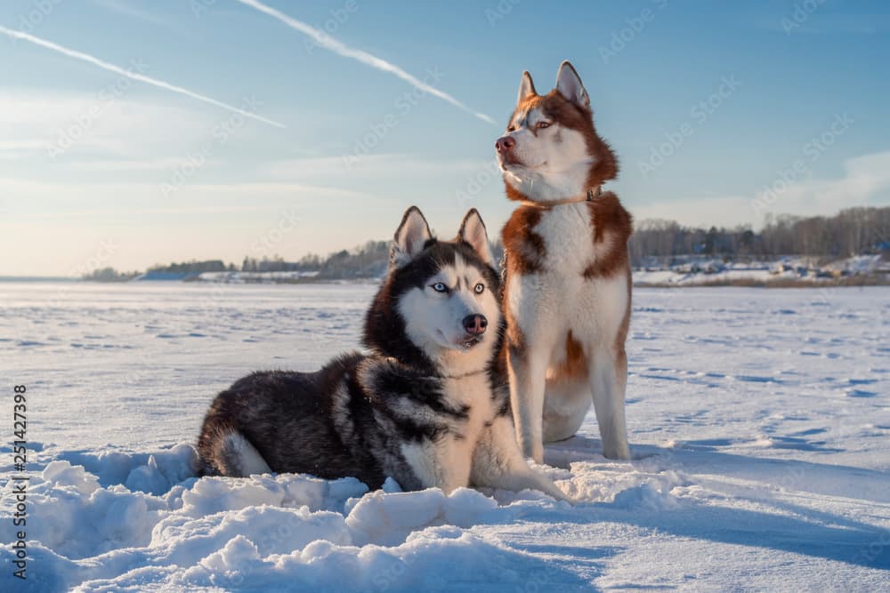 Siberian Huskies