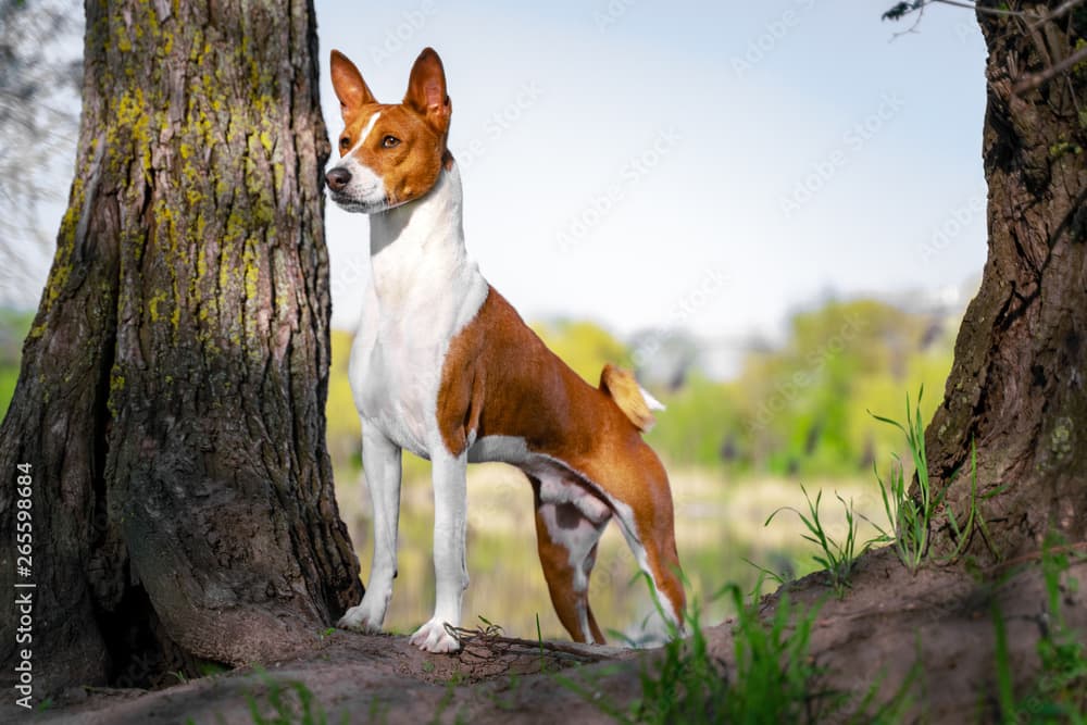 Basenji