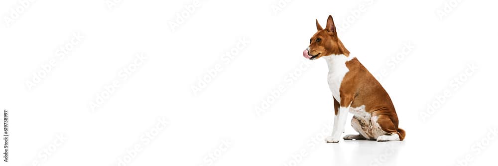 Basenji